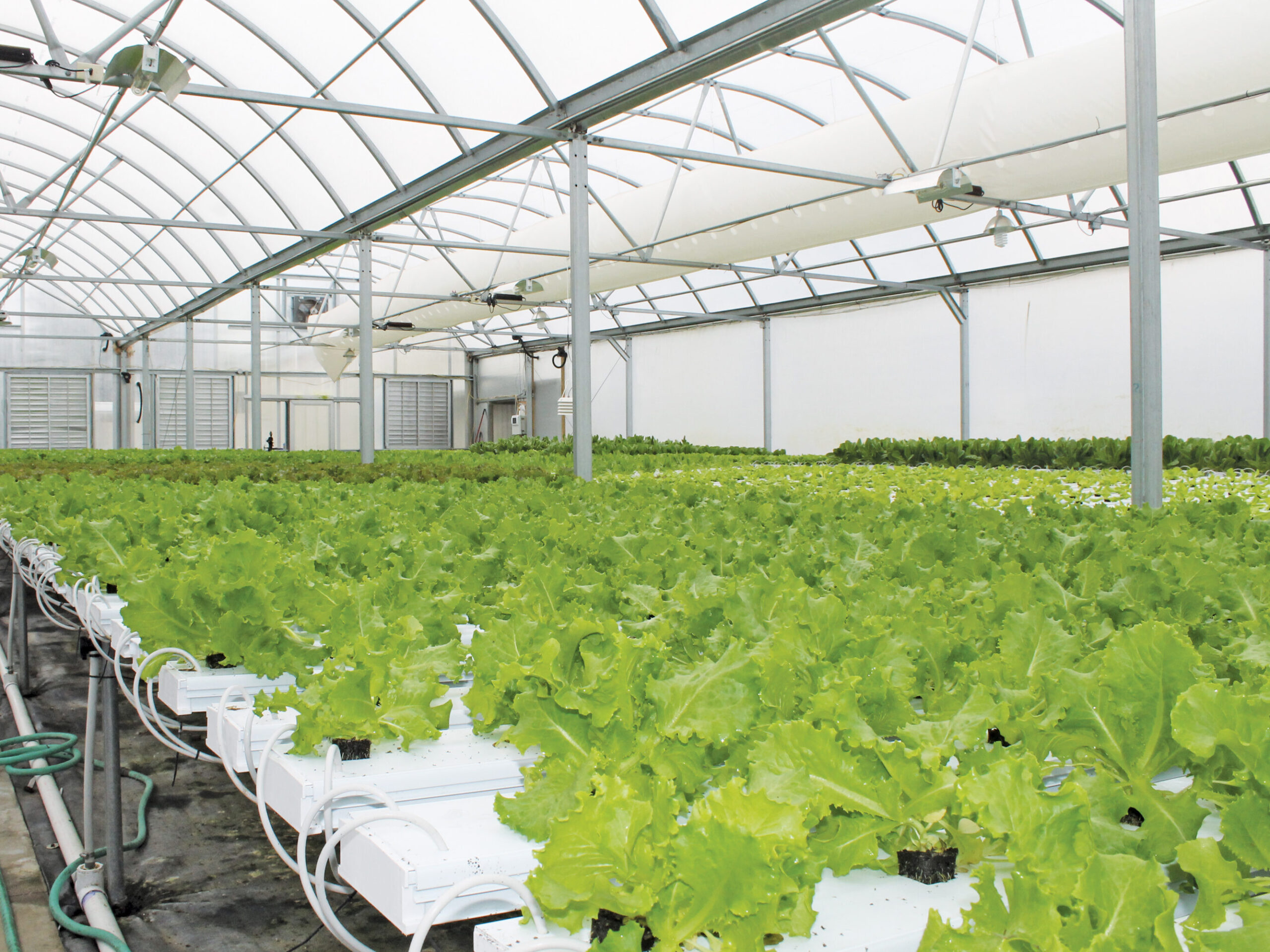 hydroponic vegetables growing