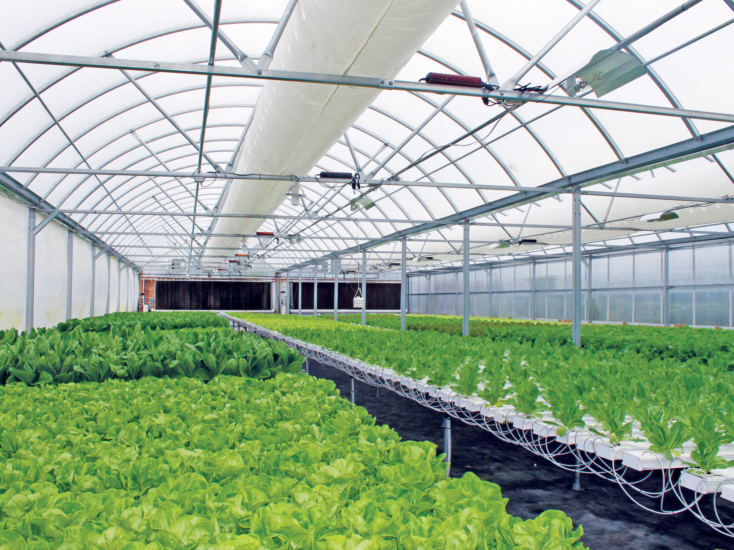 Hydroponic Production In A Greenhouse