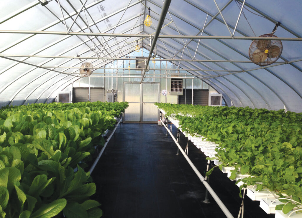 hydroponics inside gothic greenhouse