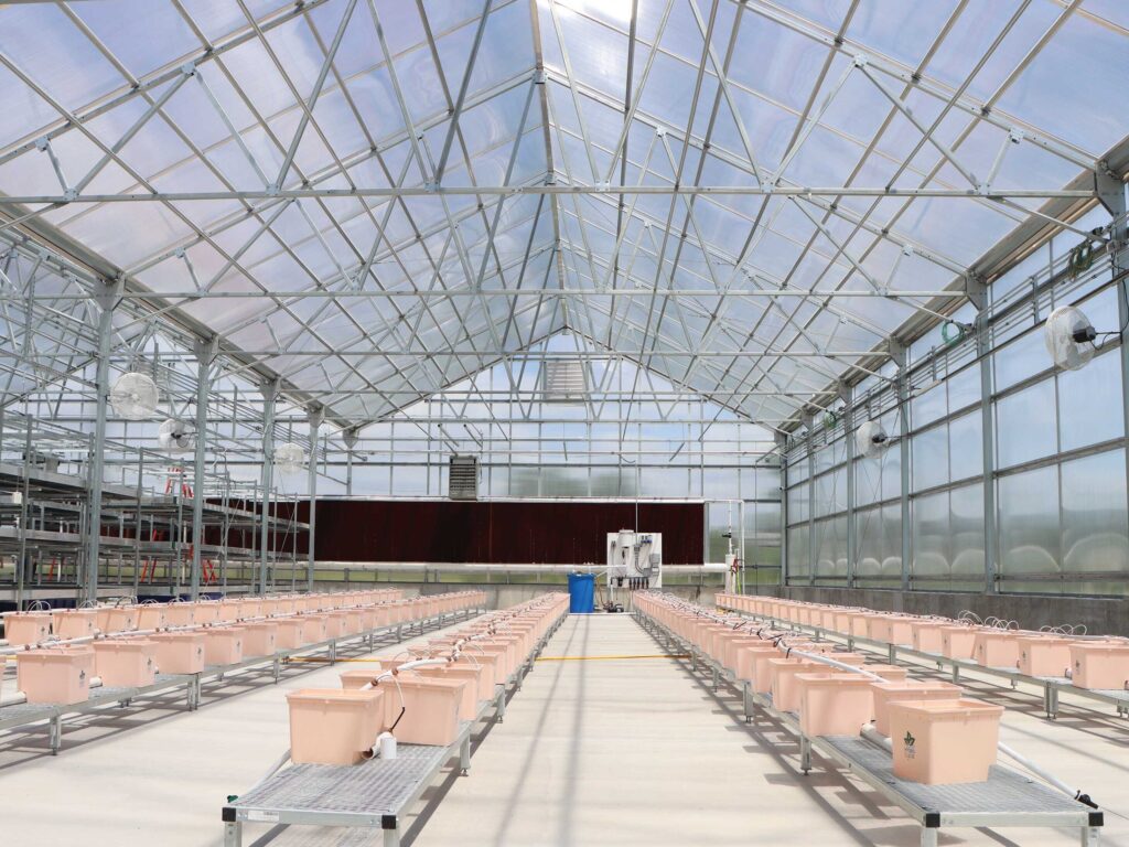 inside S2000 greenhouse with dutch buckets on low benches