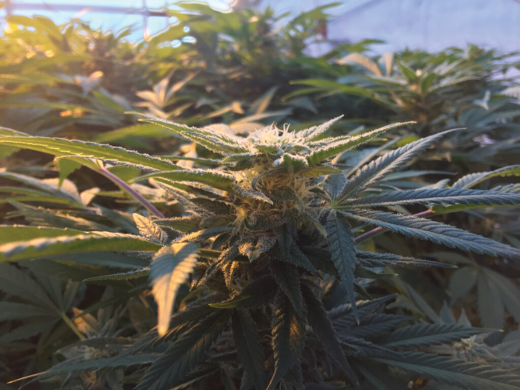 close up shot of cannabis plant