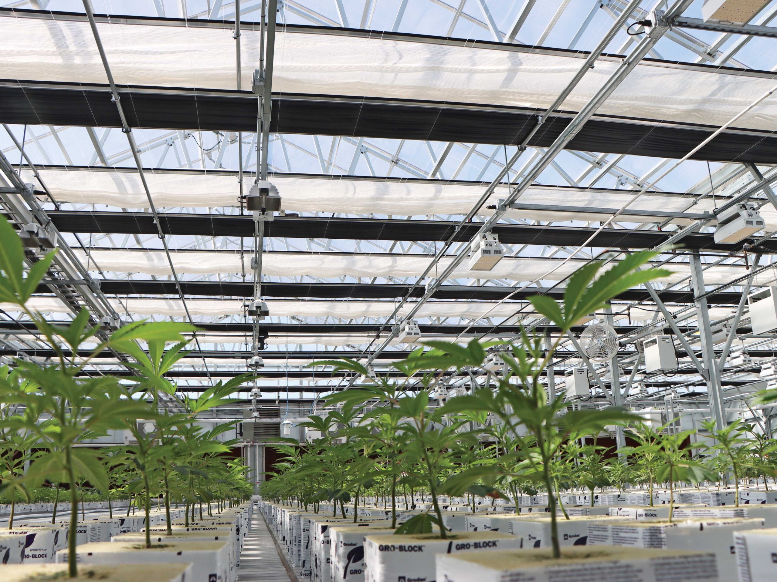 cannabis growing in gro blocks inside a greenhouse