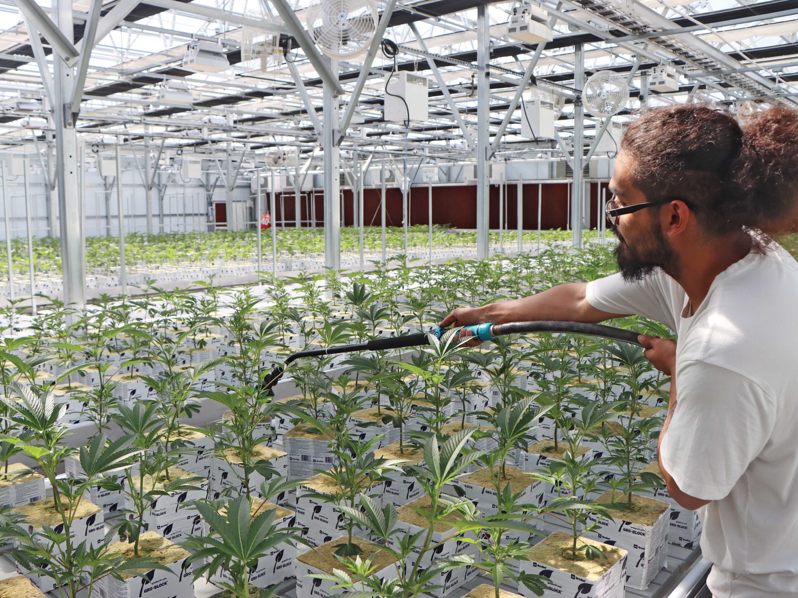 man irrigating cannabis plants in greenhouse