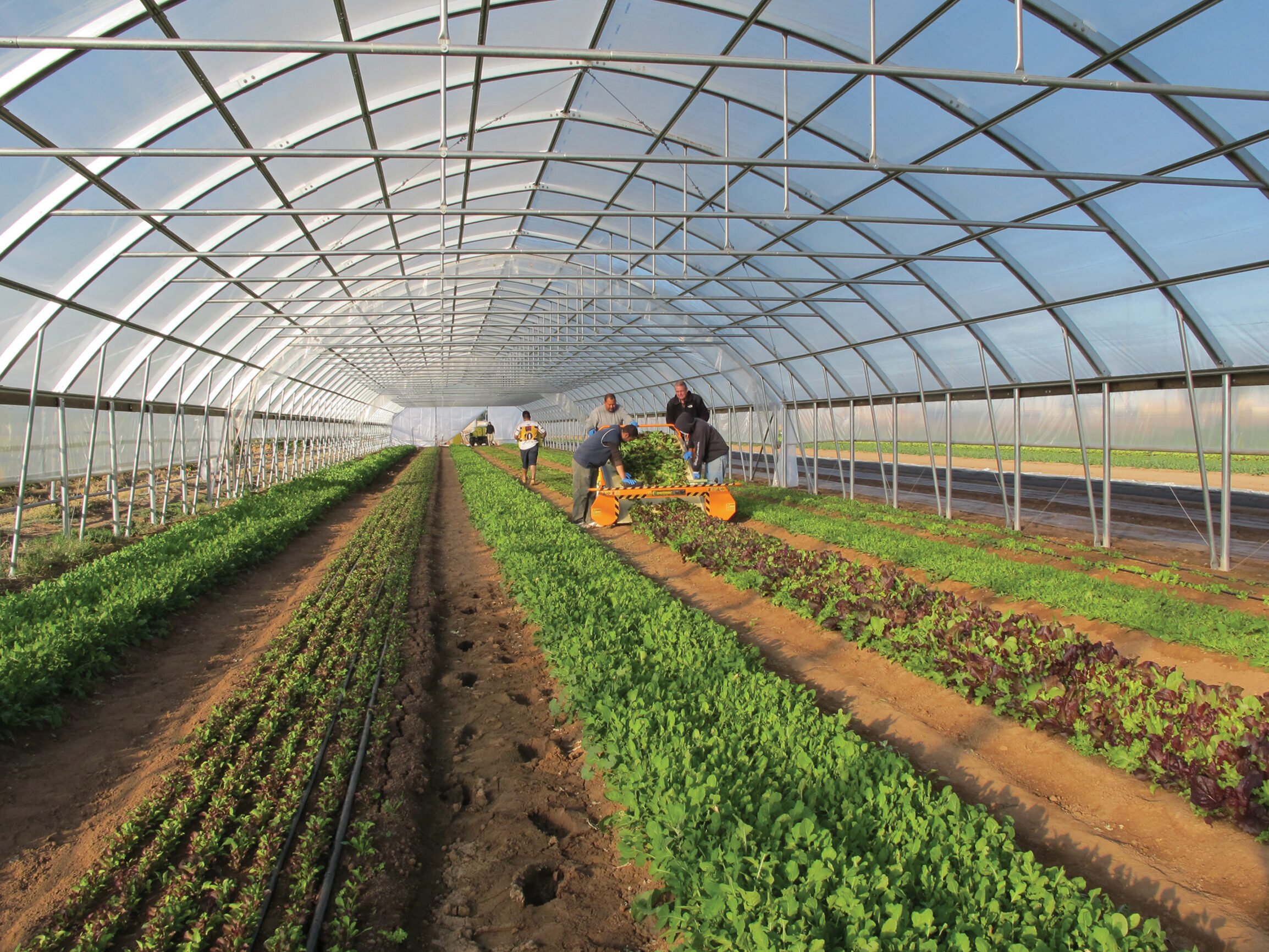 crops harvested in high tunnel