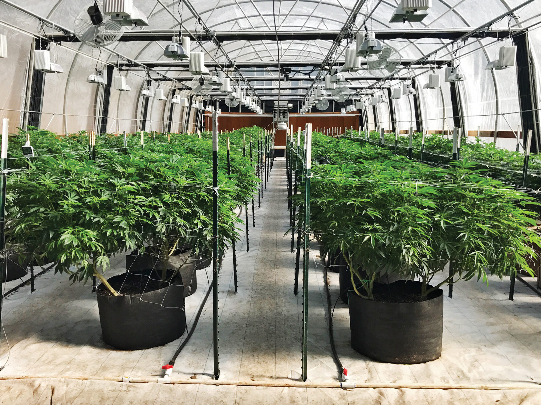 Drip Irrigation in Cannabis Plants