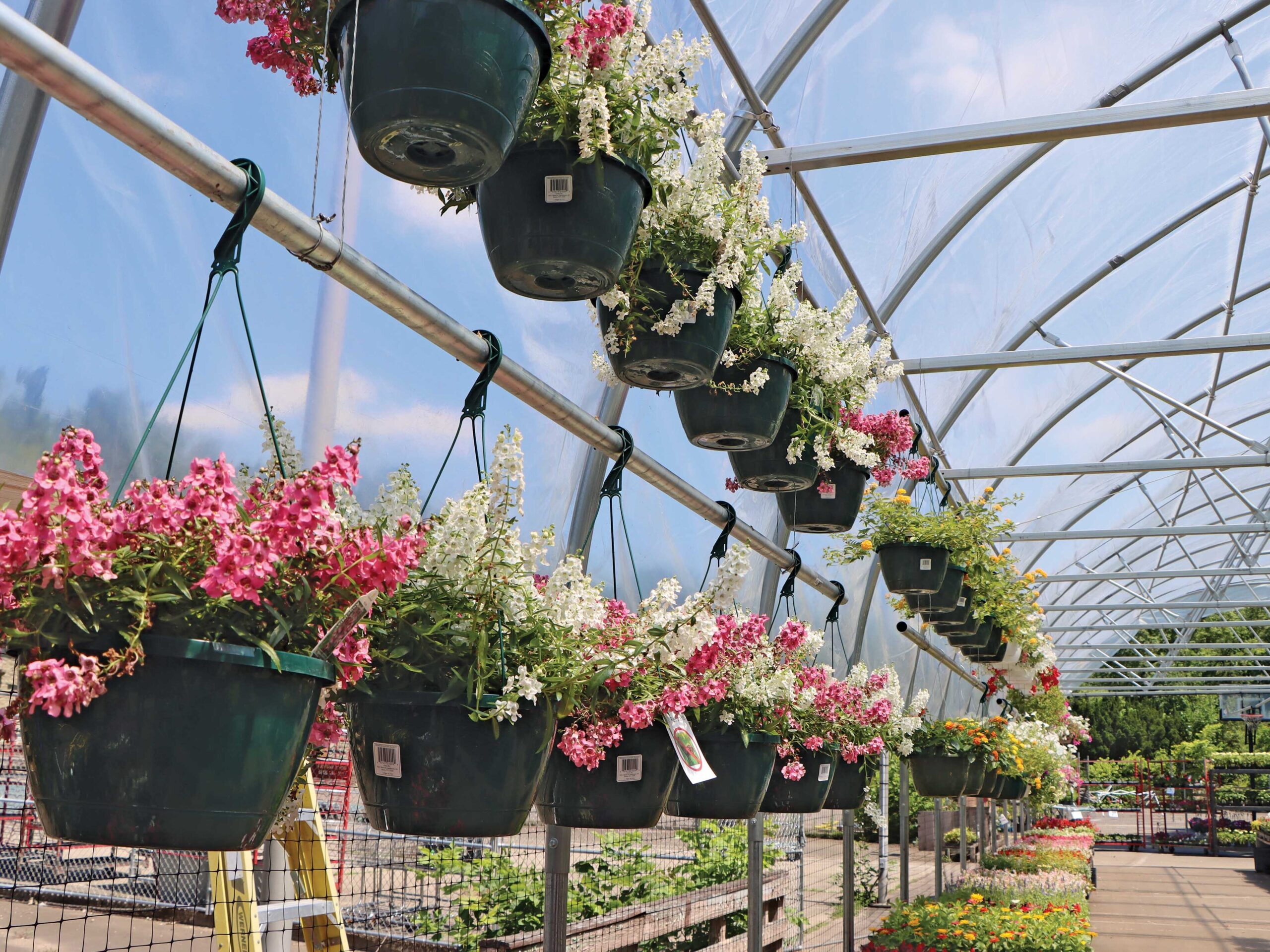 hanging plants inside a greenhouse