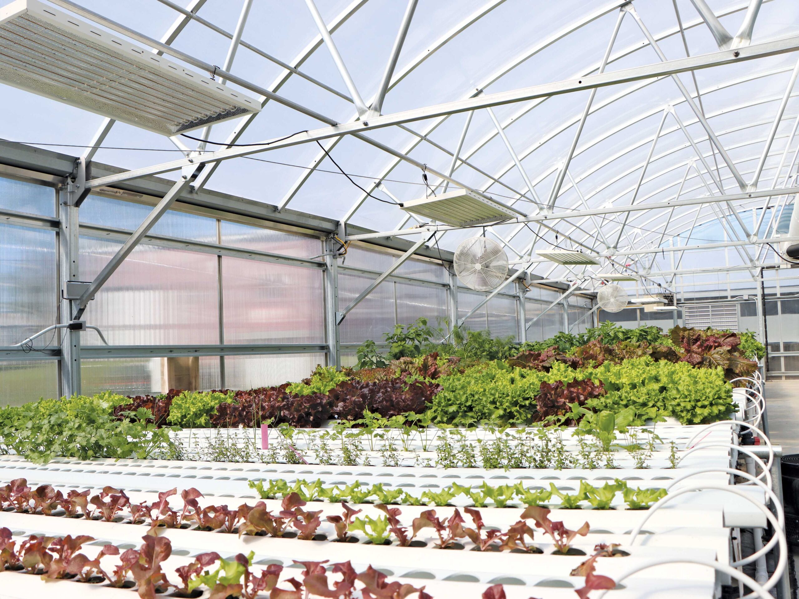 hydroponic plants inside a greenhouse