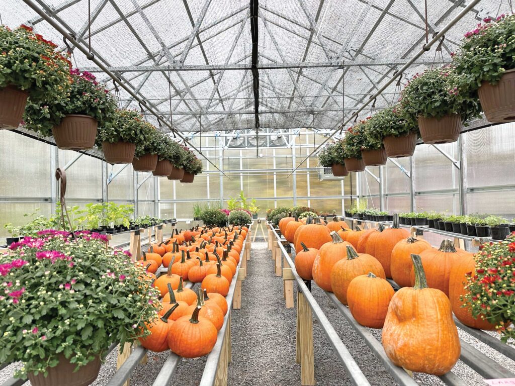 pumpkins and hanging plants in a retail nursery