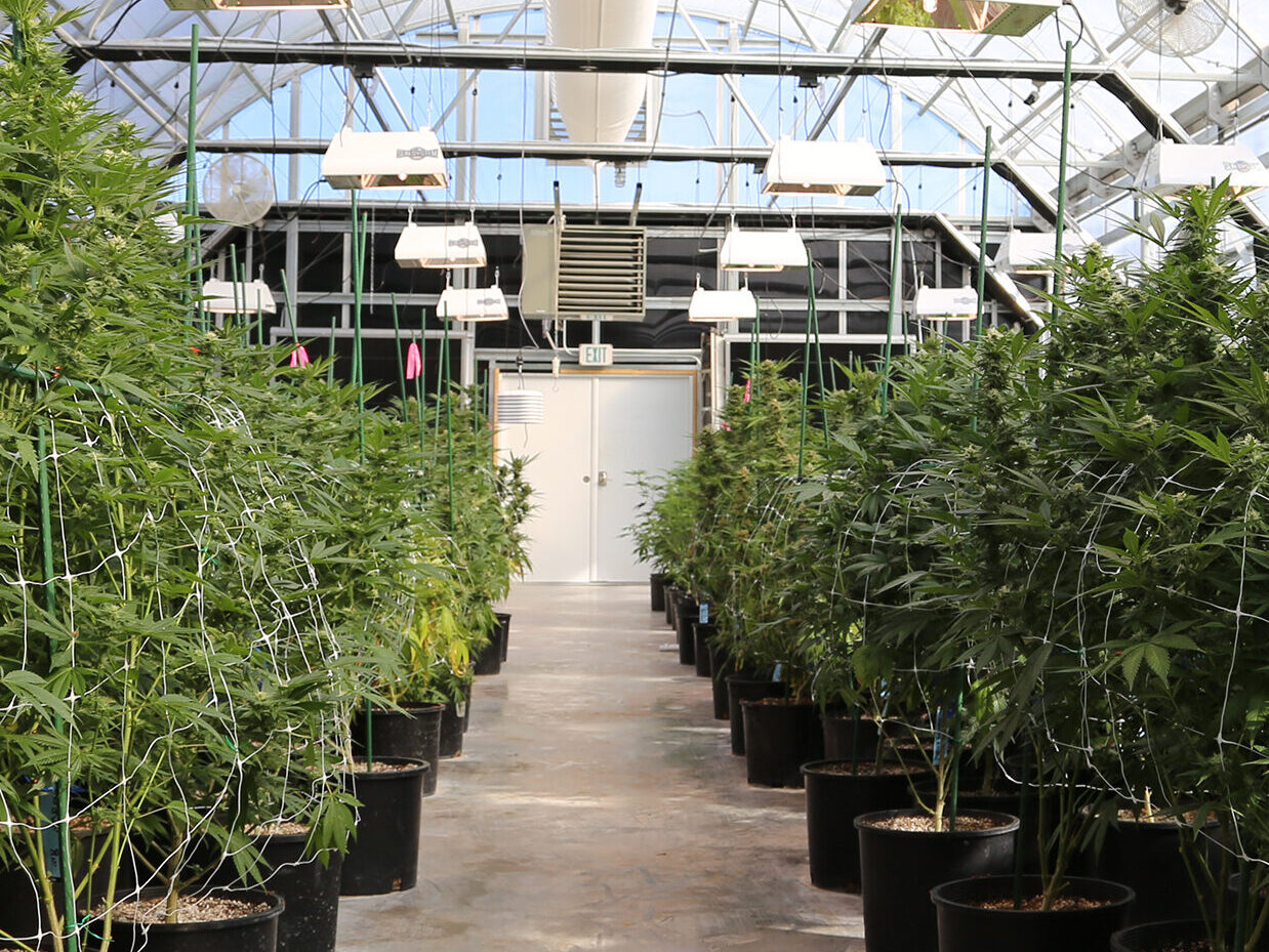 cannabis growing in a cold climate greenhouse