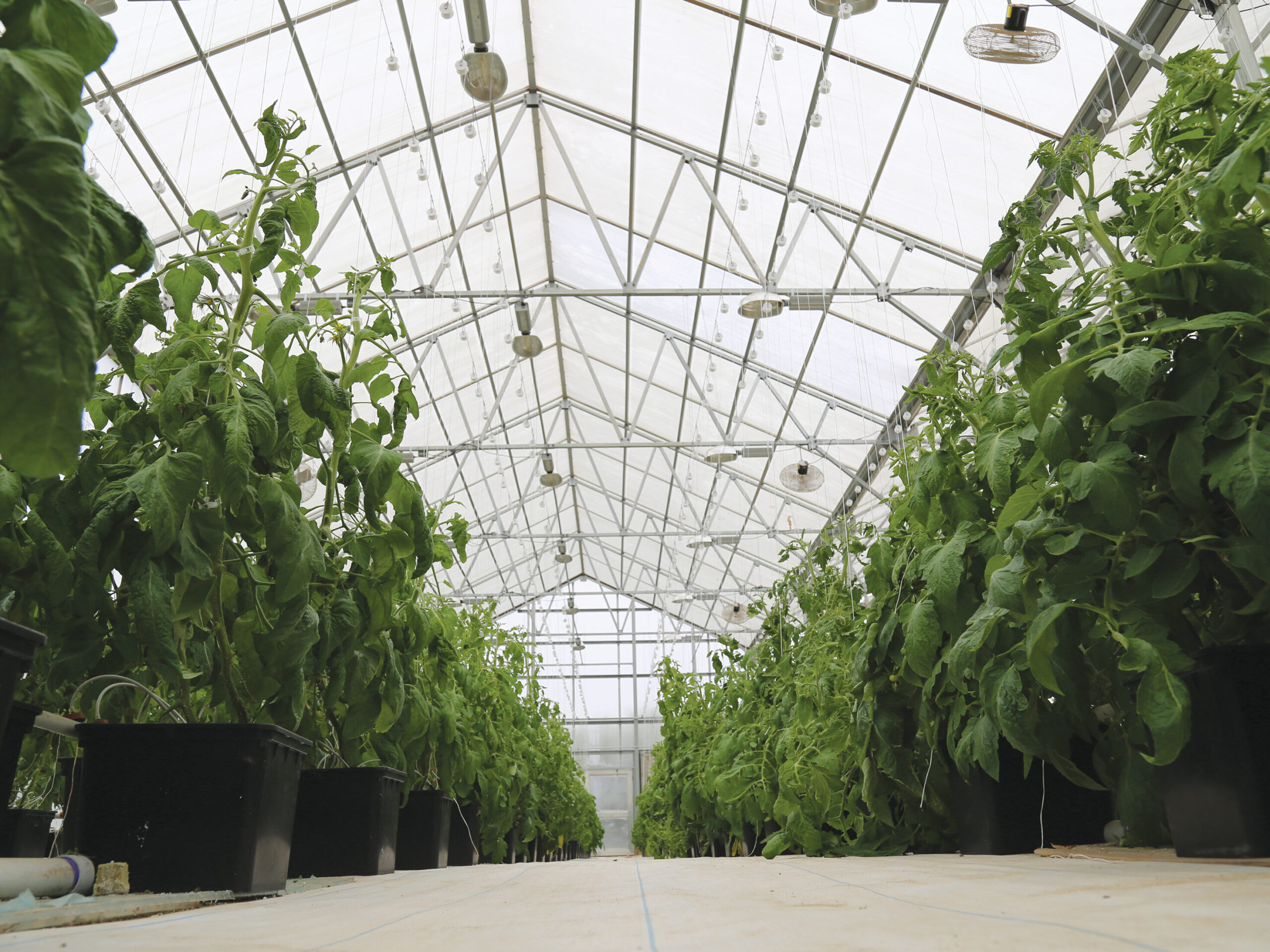 dutch bucket tomatoes inside a greenhouse