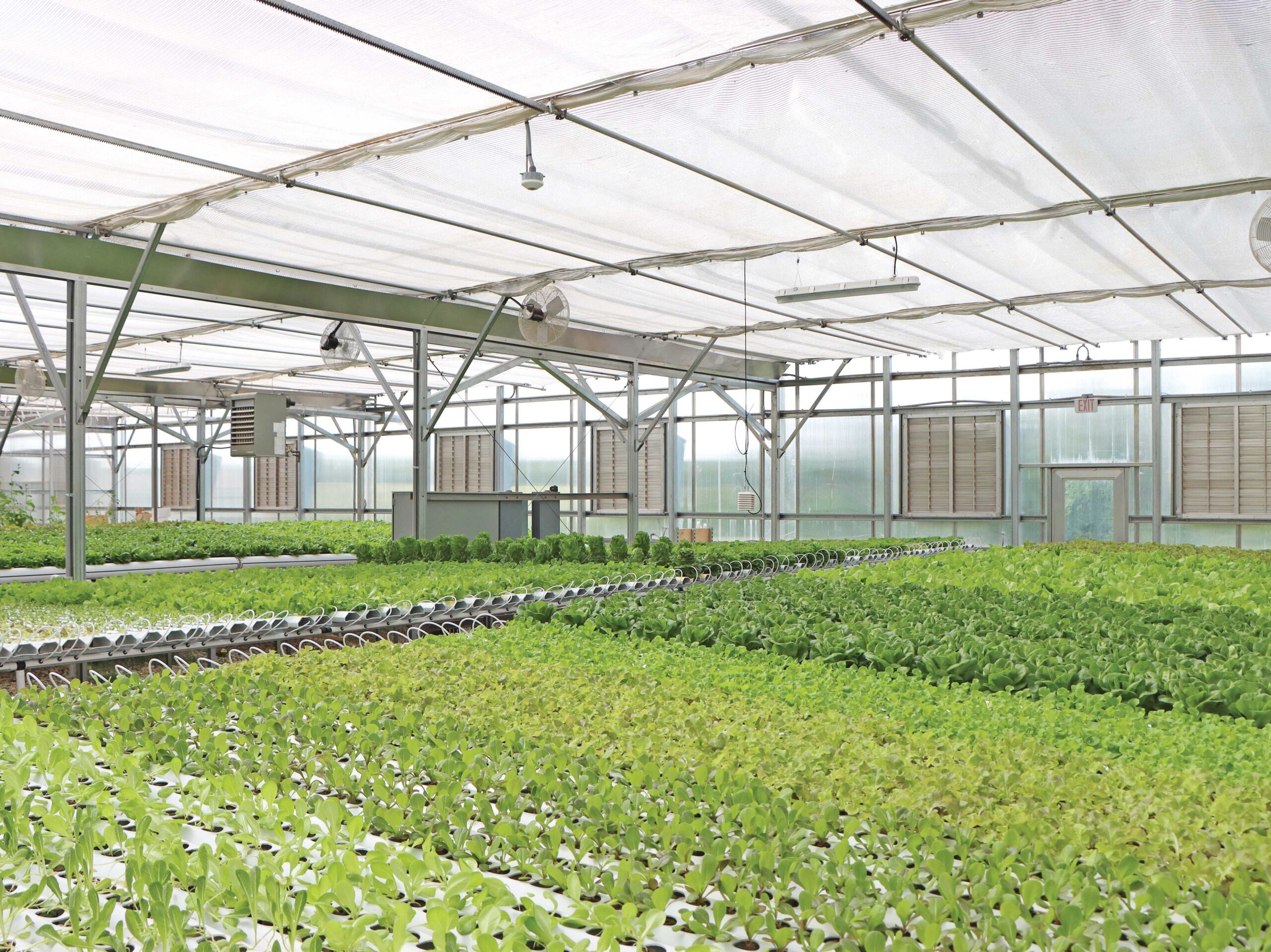 hydroponic vegetables inside of greenhouse