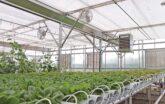 hydroponics and suspended heater unit in a greenhouse in winter