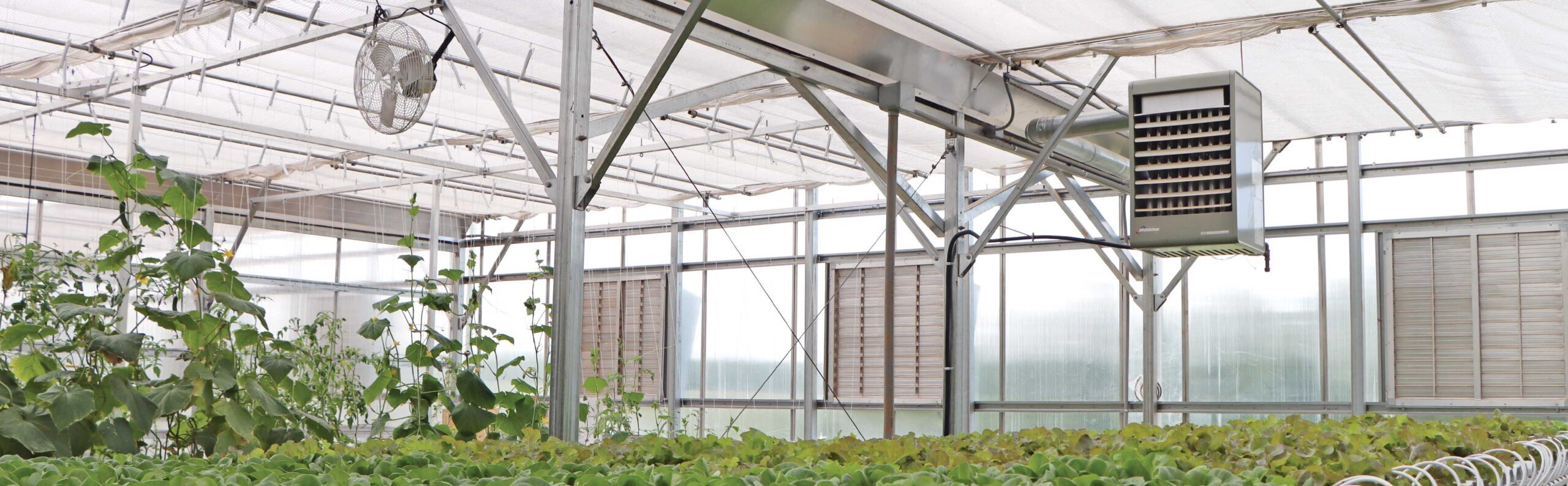 hydroponics and suspended heater unit in a greenhouse in winter