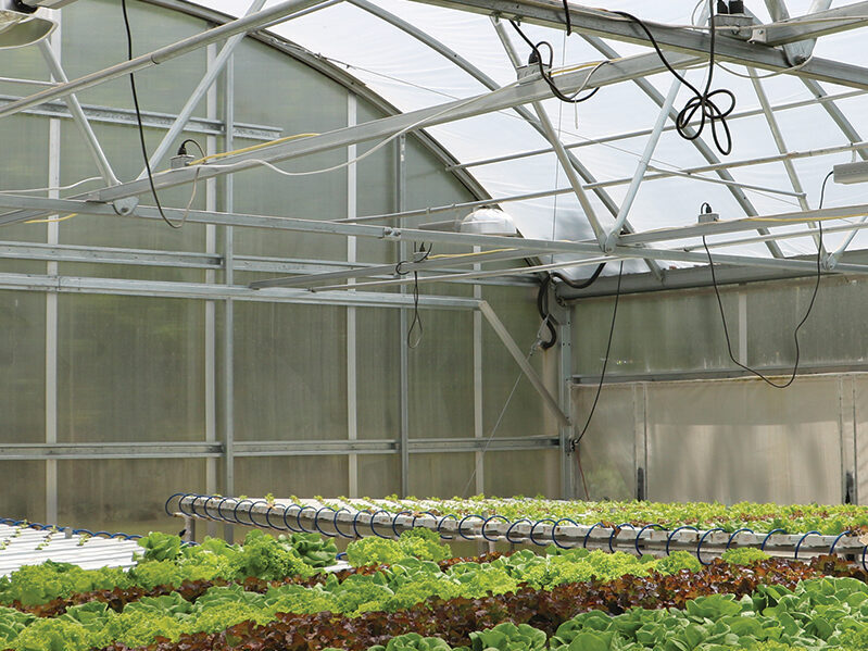 Hydroponic Greenhouse interior