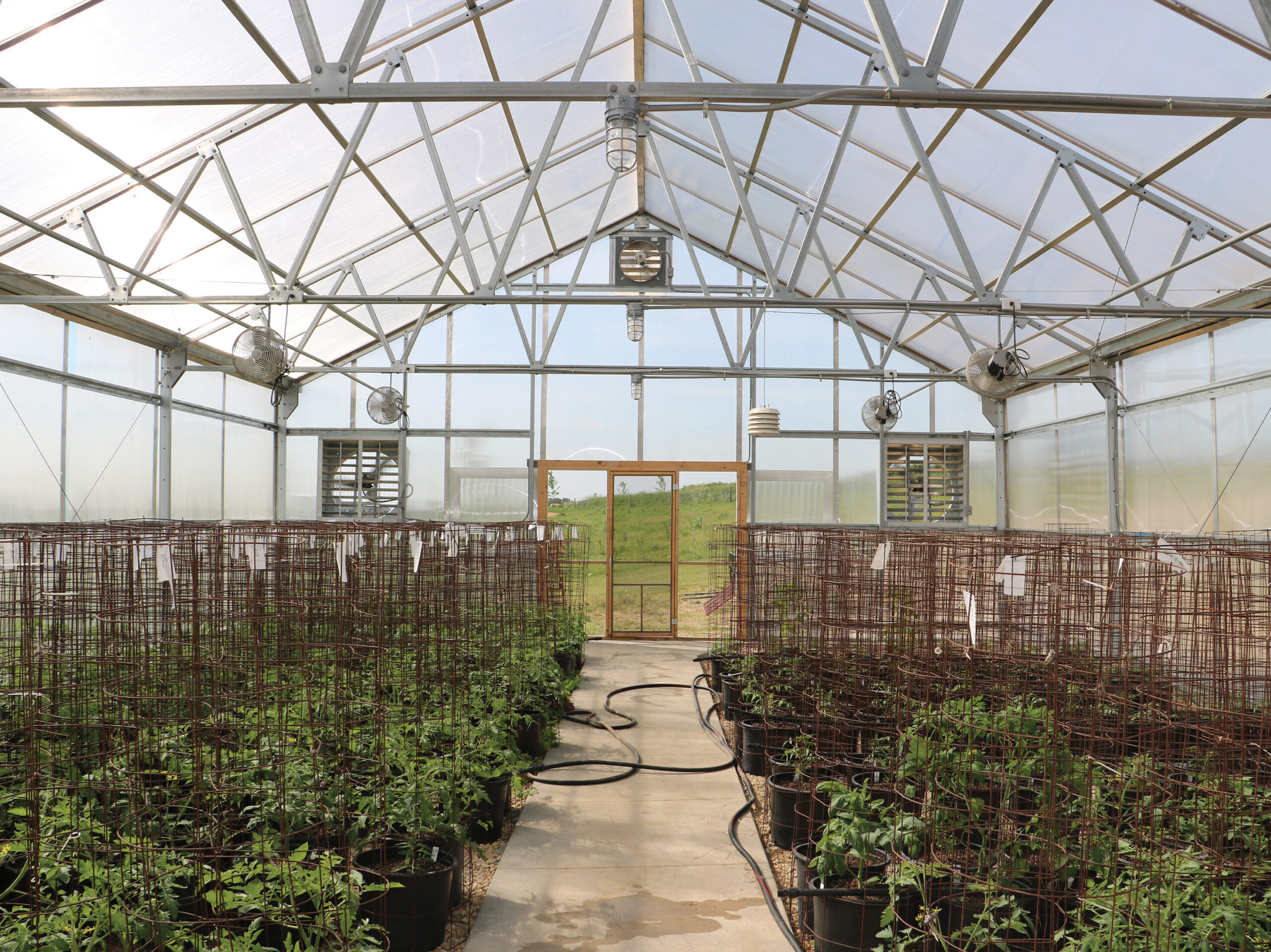 Tomatoes growing in greenhouse