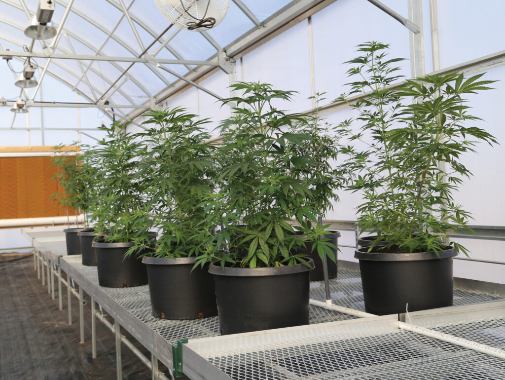 potted cannabis plant on bench