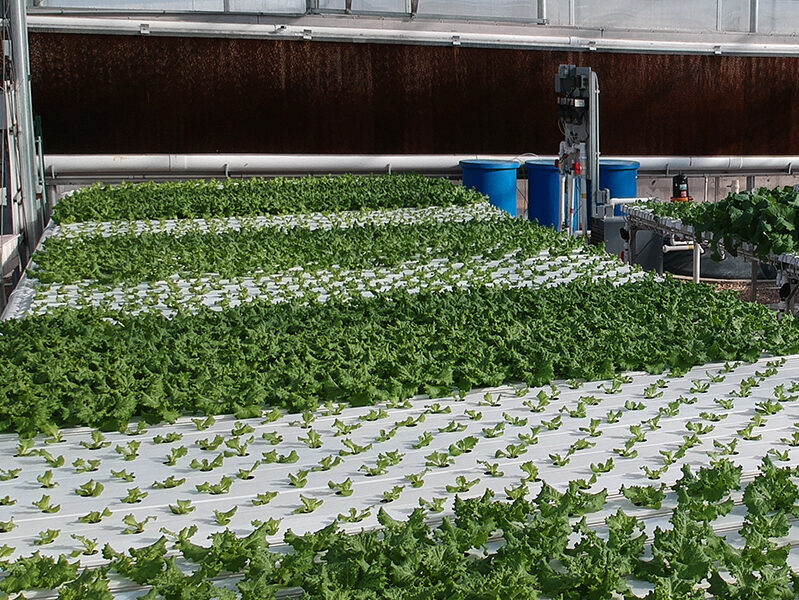 Hydroponics set up