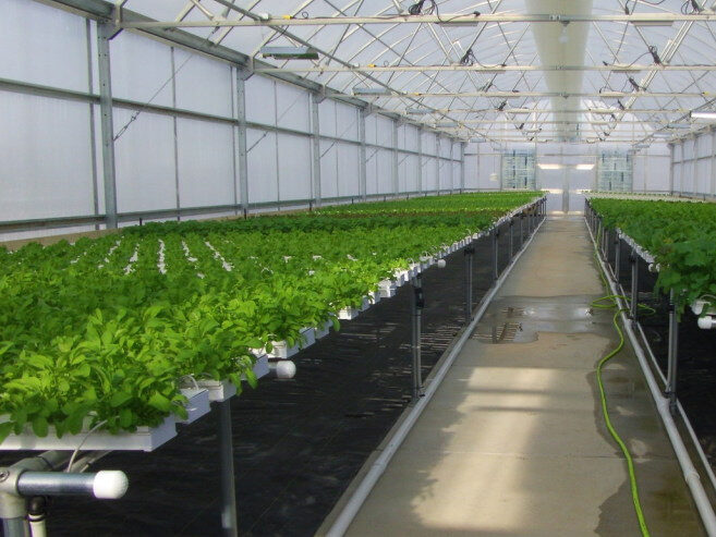 Vegetable hydroponics