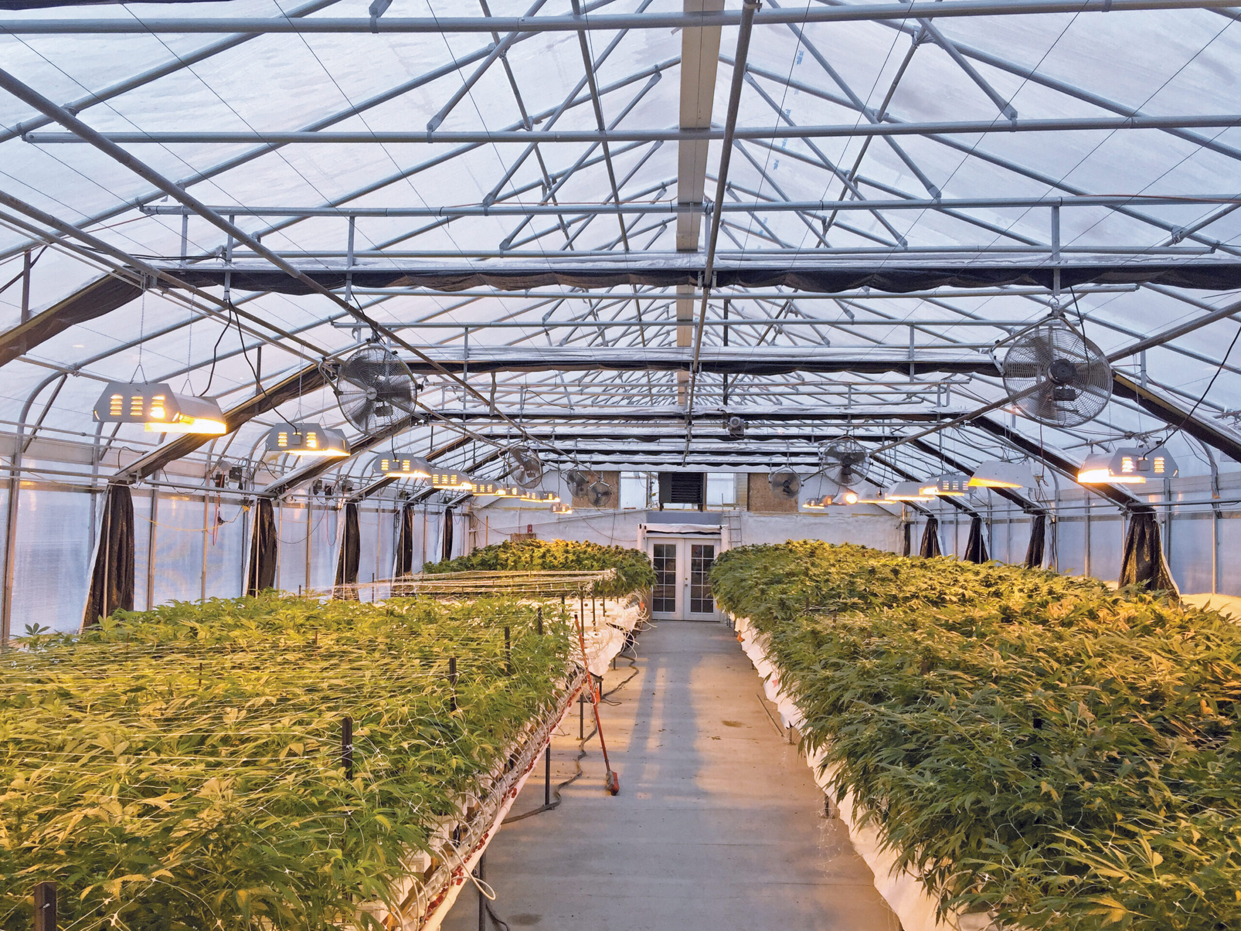 Light dep greenhouse with benches