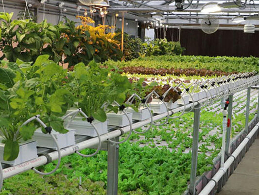 Hydrocycle hydroponics systems