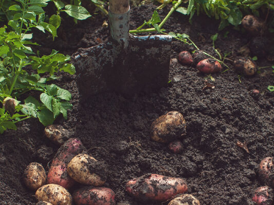 Potato's in dirt