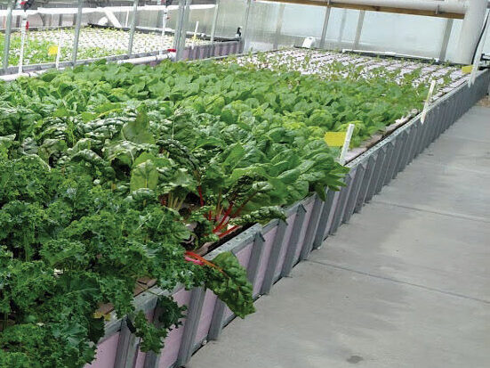 vegetables growing hydroponically in greenhouse