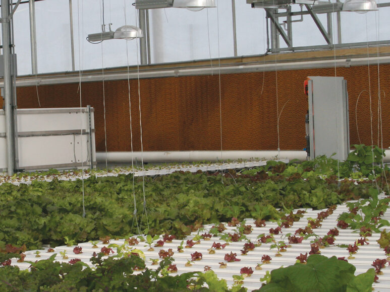 greenhouse with hydroponics and evaporative cooling wall