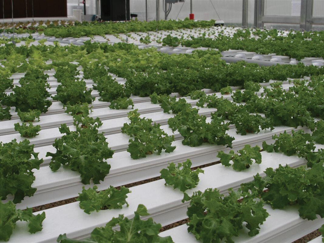 nft systems with lettuce growing