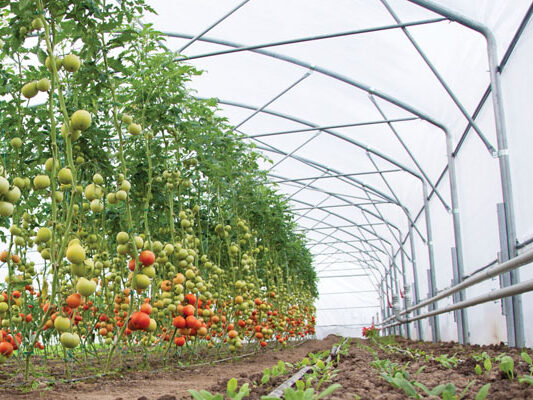 Vegetable greenhouse