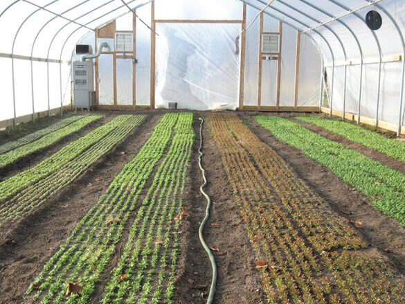 Green Wagon Farm High tunnel interior