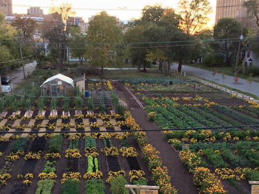 Michigan Urban Farm