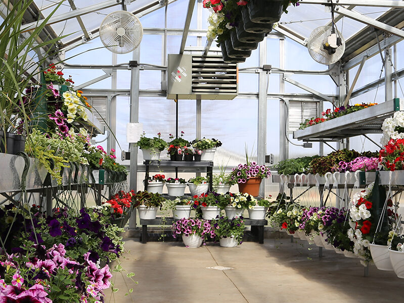 Starmont flower greenhouse