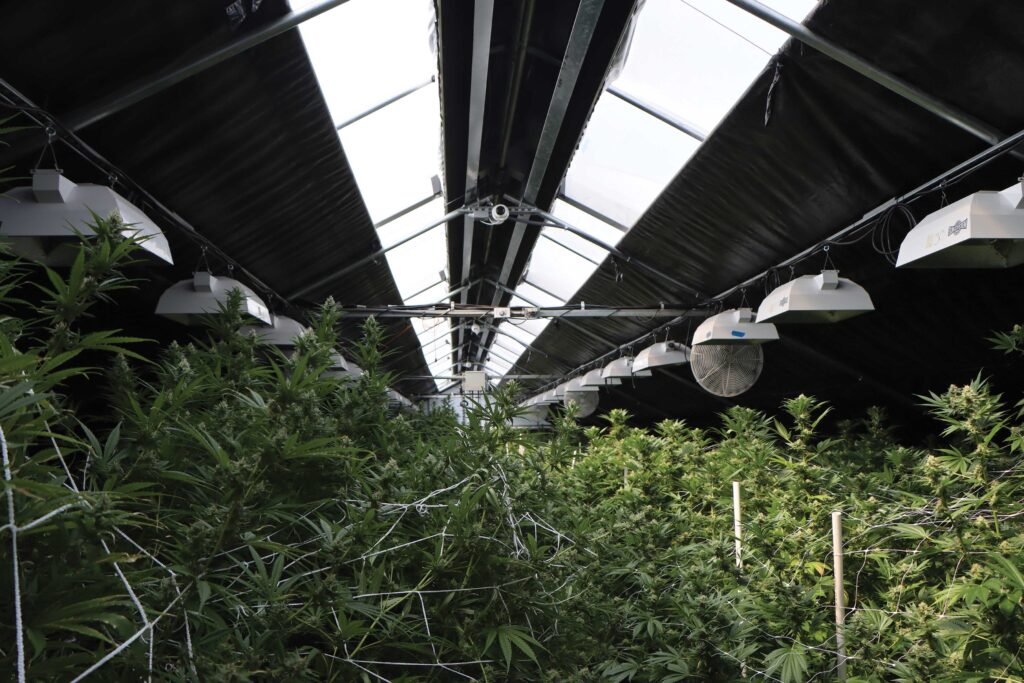 cannabis growing under a light dep greenhouse kit