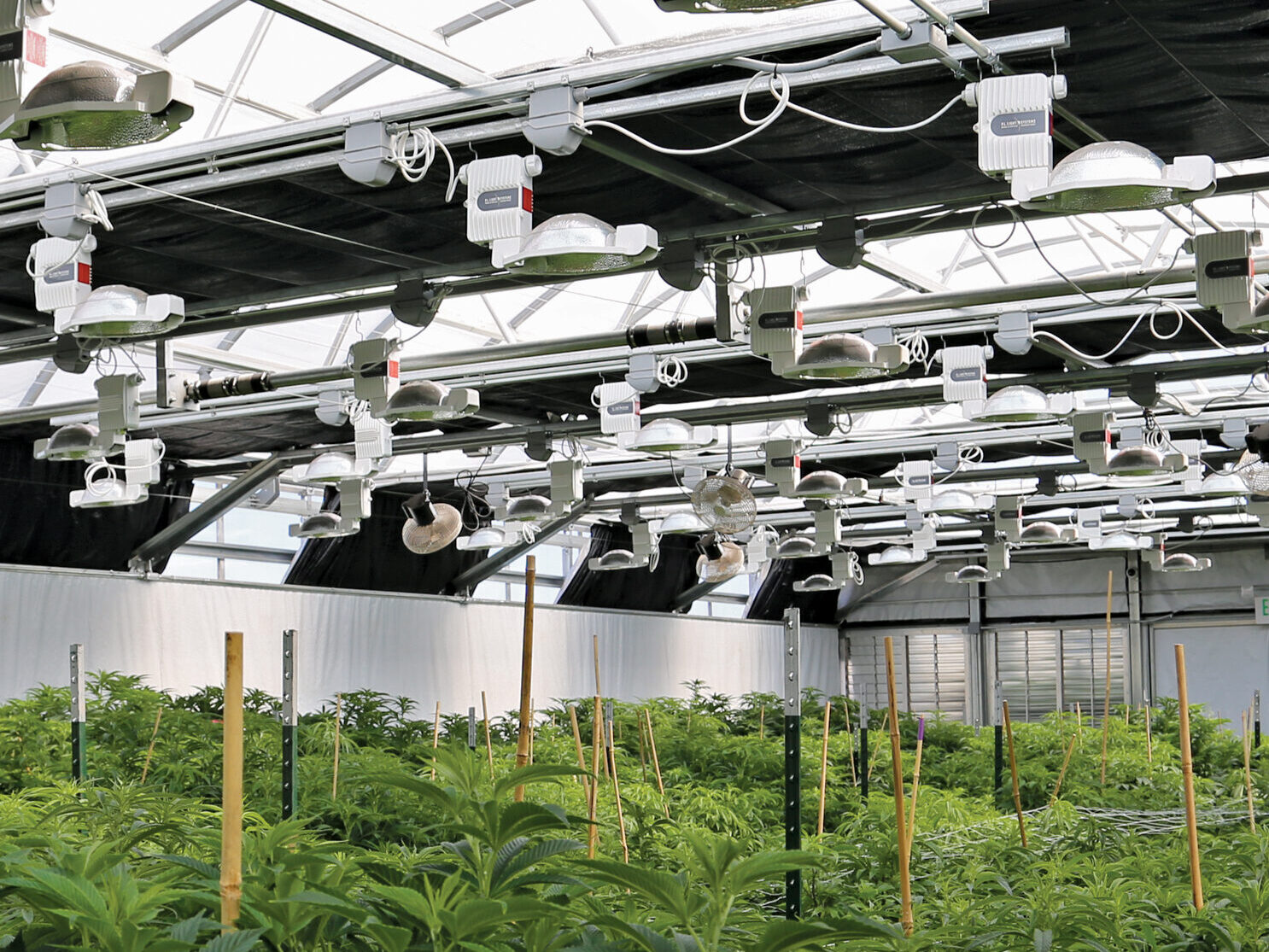 interior of a light dep cannabis greenhouse