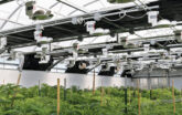 interior of a light dep cannabis greenhouse