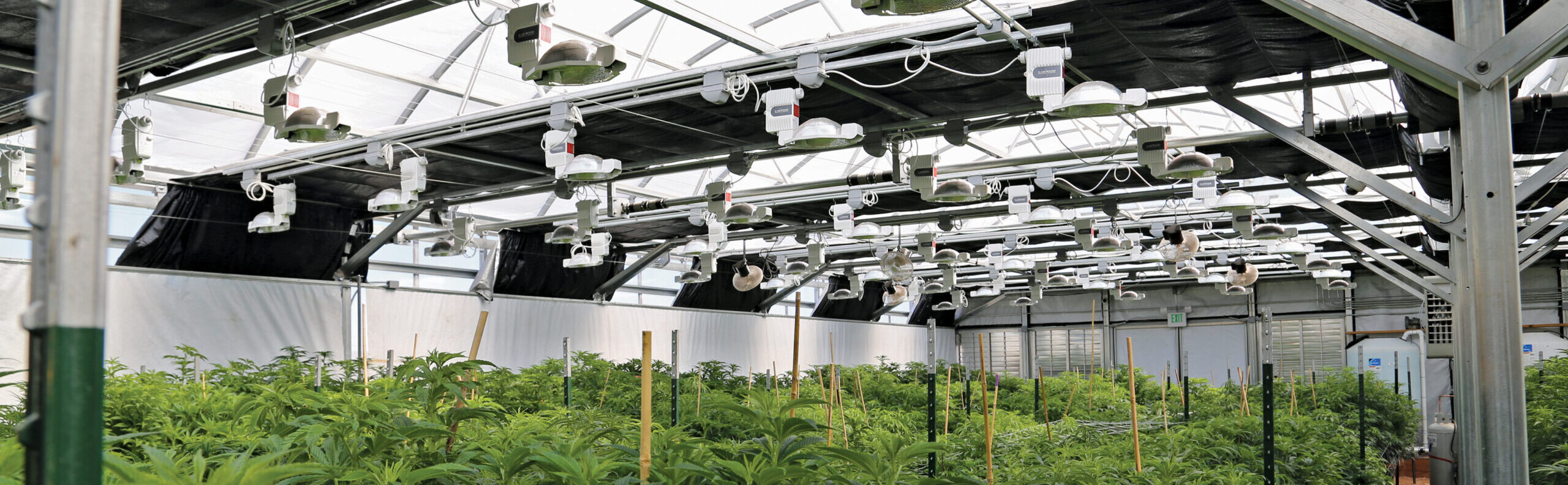 interior of a light dep cannabis greenhouse