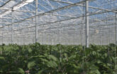 cultivation of eggplants in an automated greenhouse