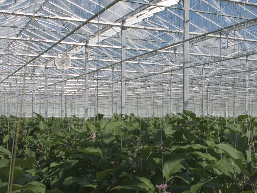 cultivation of eggplants in an automated greenhouse