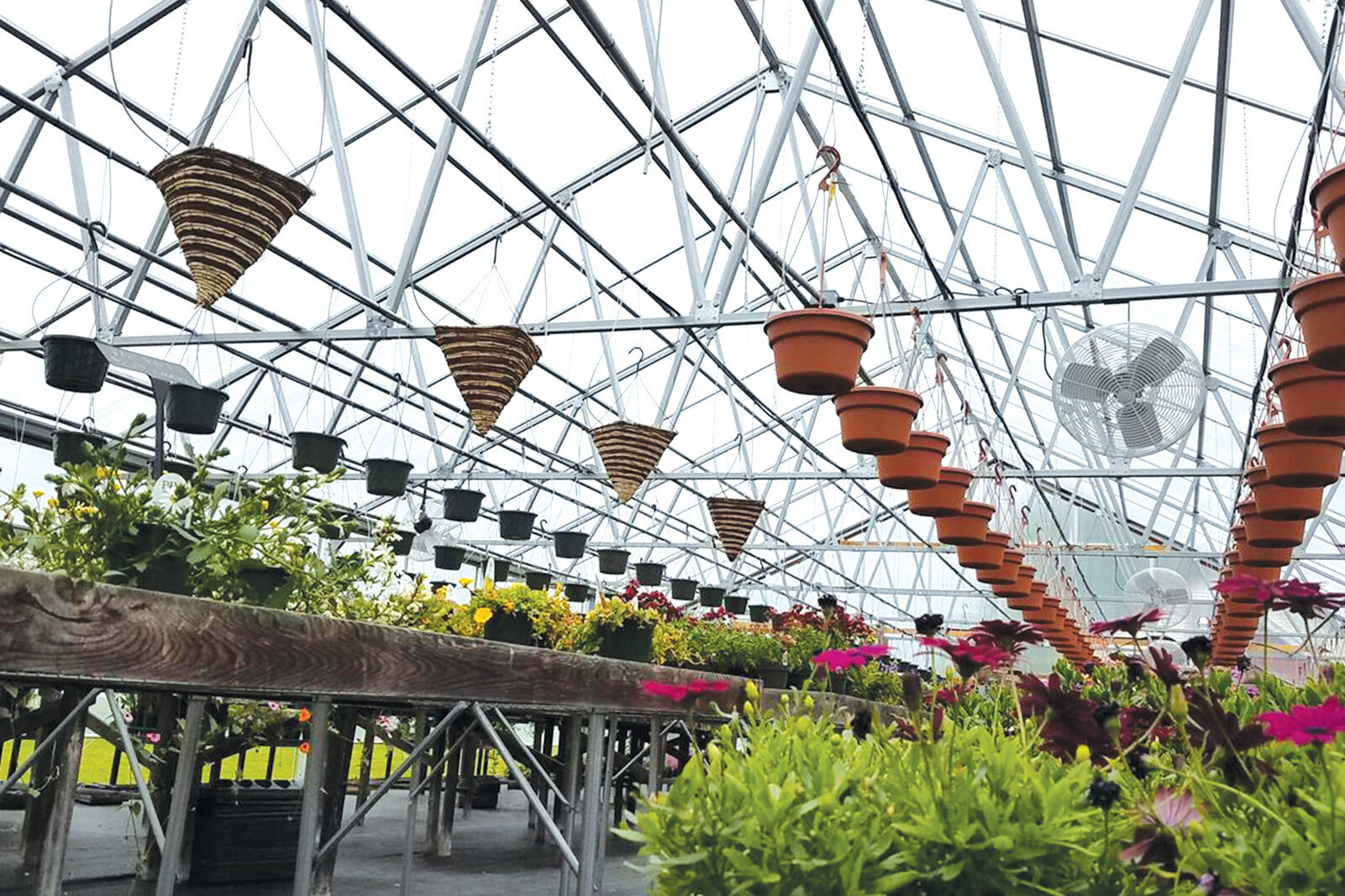 inside retail greenhouse with hanging and potted plants