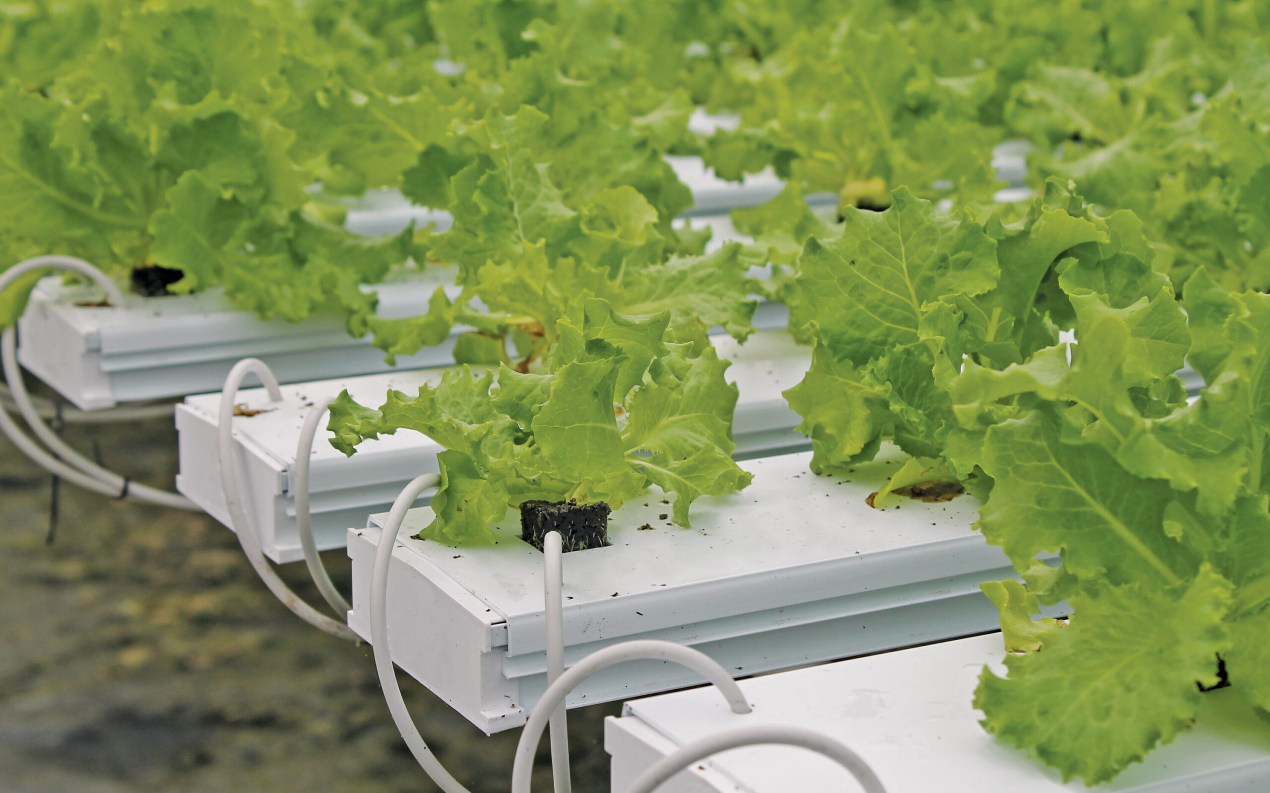 NFT hydroponic growing systems with lettuce