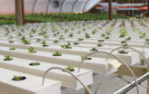 NFT hydroponic garden system inside greenhouse