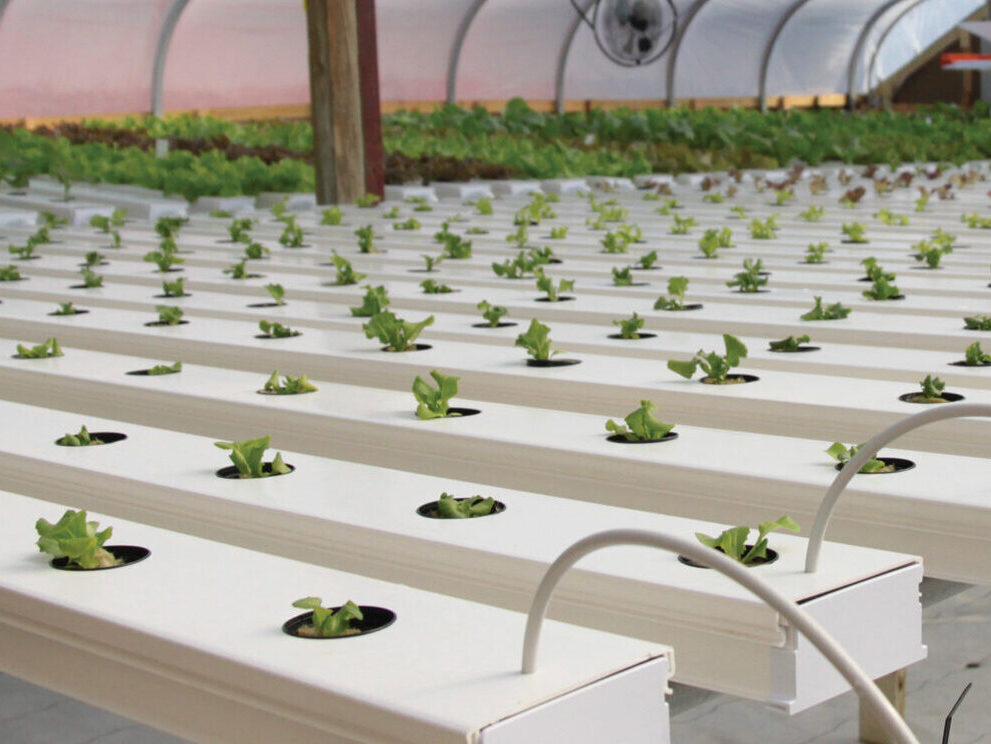 NFT hydroponic garden system inside greenhouse