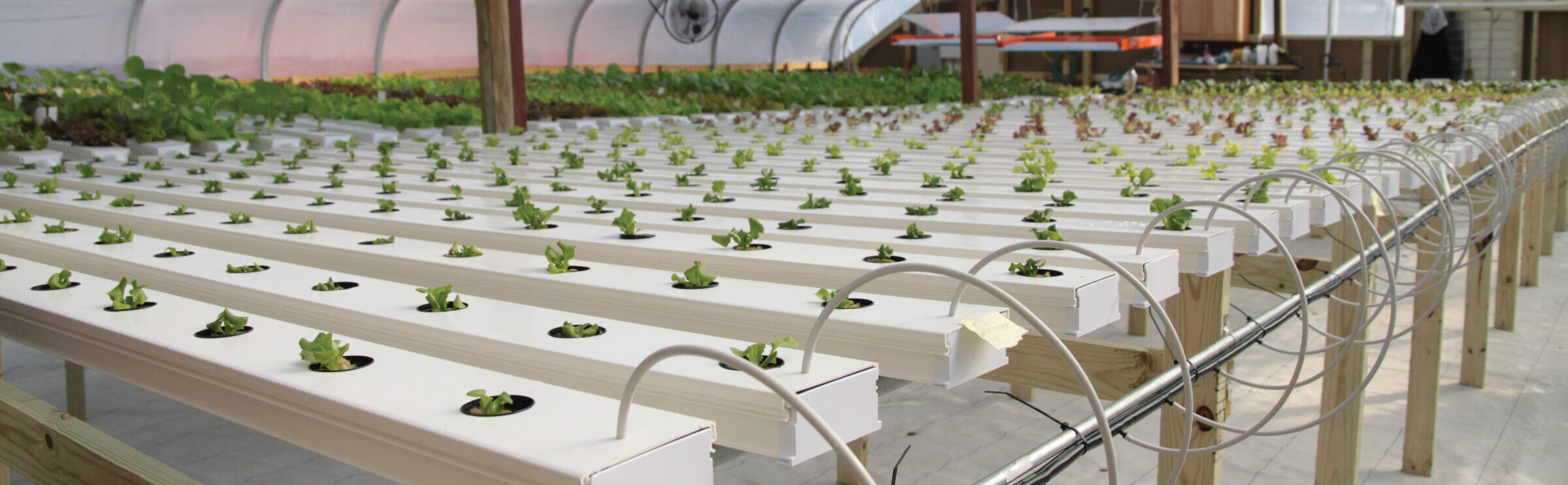 NFT hydroponic garden system inside greenhouse