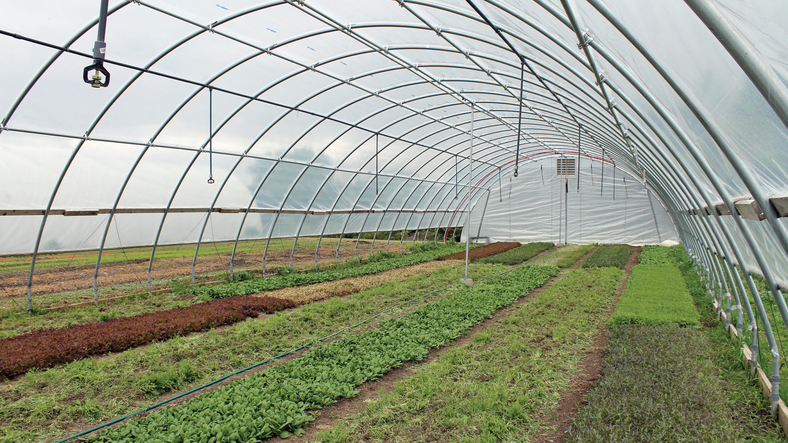 Plants Growing In High Tunnel