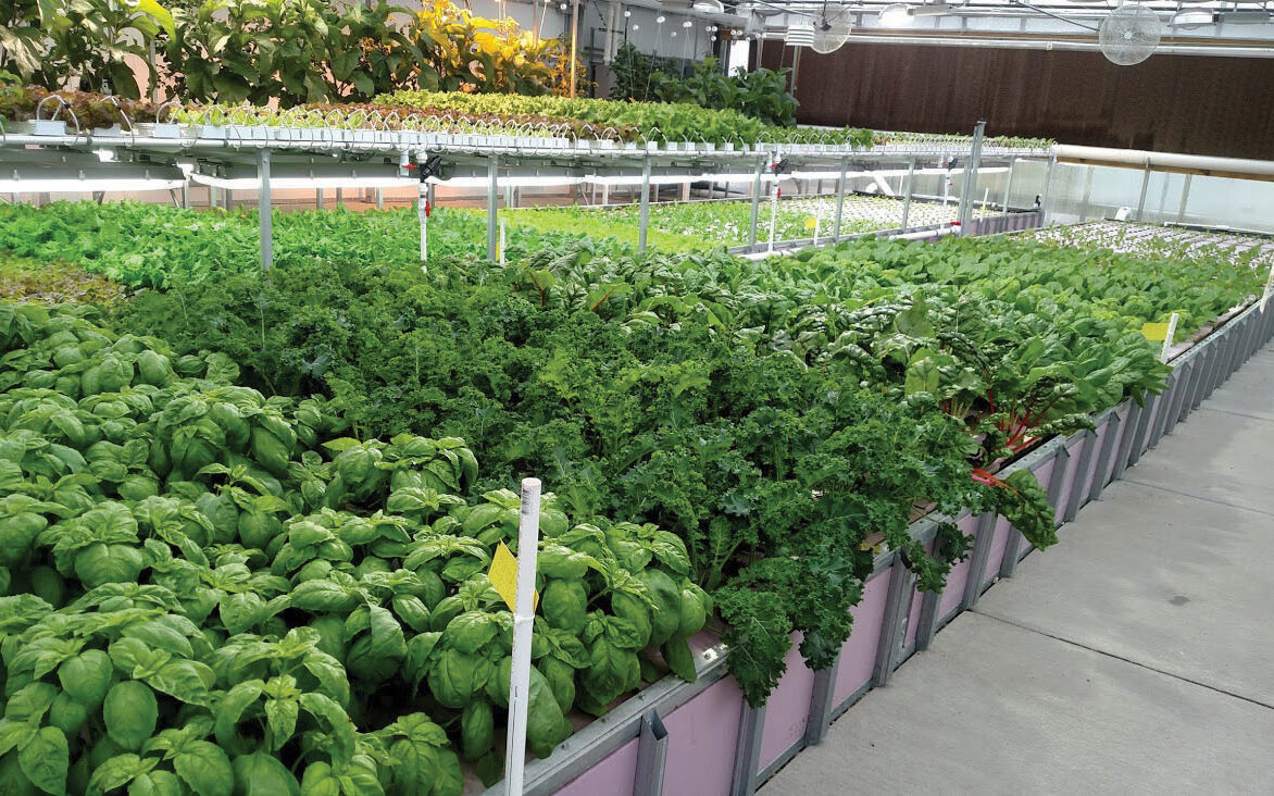 Raft bed hydroponic growing systems producing vegetables