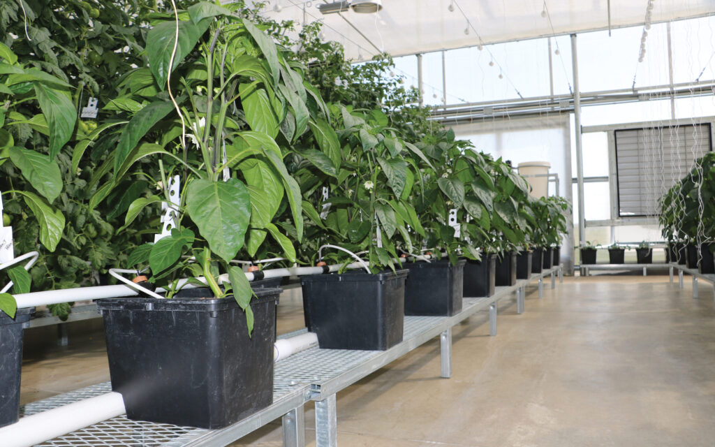 Dutch bucket hydroponic garden system