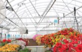 retail greenhouse with HAF fans for cooling