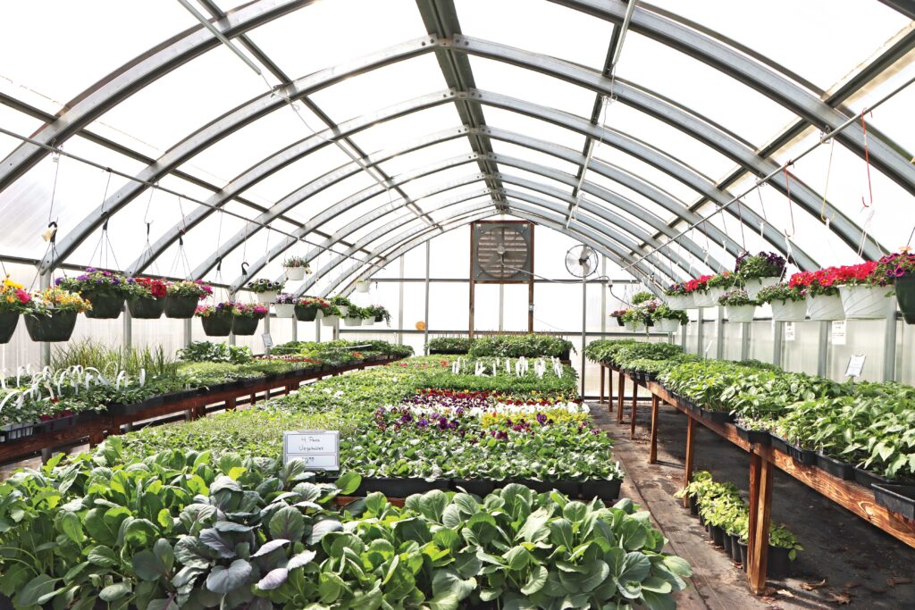retail greenhouse interior with plants growing on benches