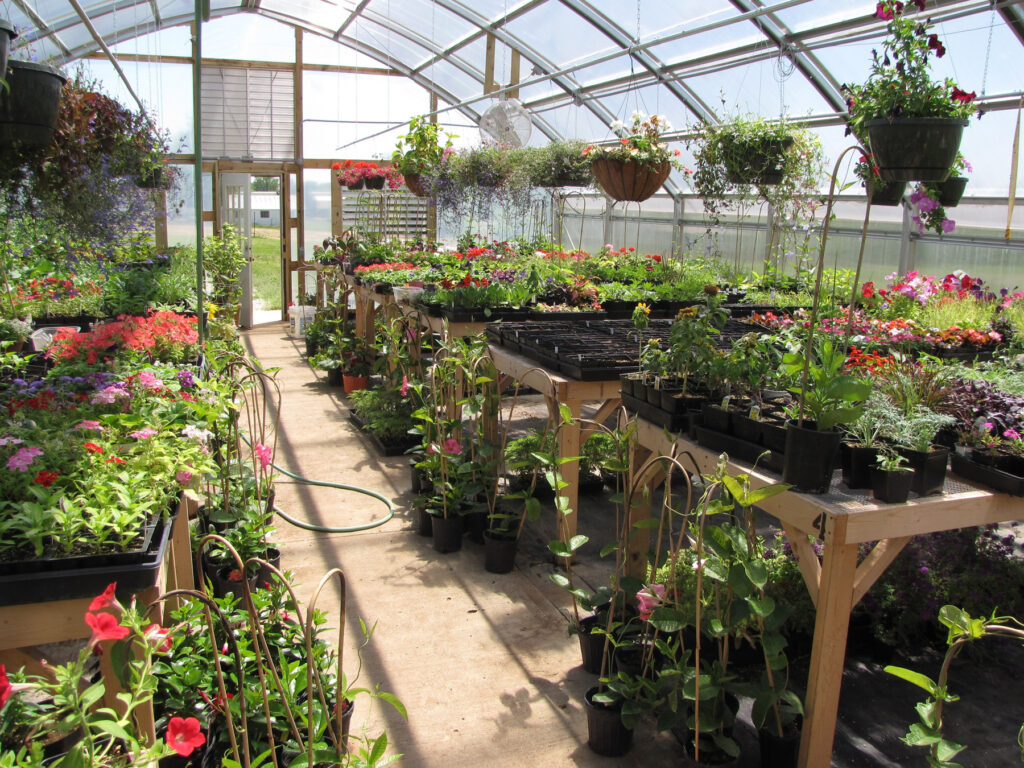 Greenhouse benches supporting potted plants with hanging pots in background