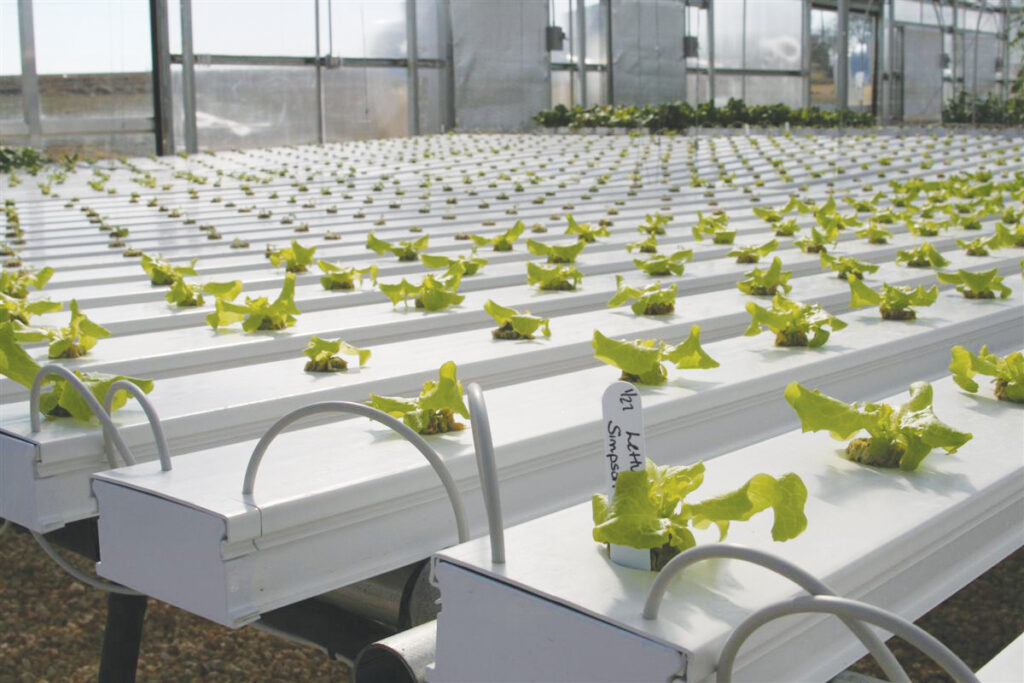Rows of channels in an NFT Hydroponics System